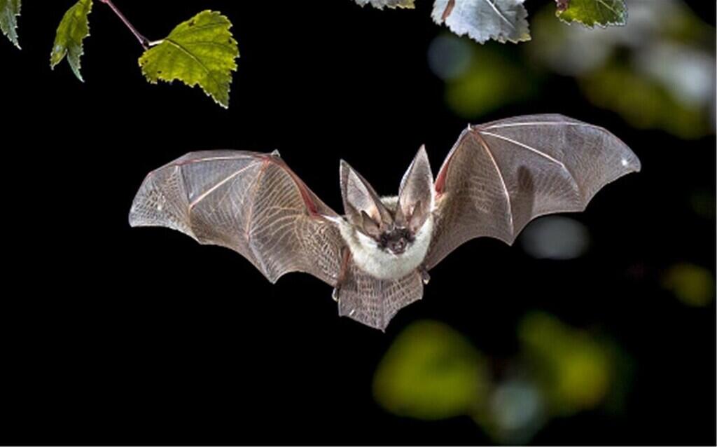 Fladdermussafari i Engelska Parken på international Bat Night 2022